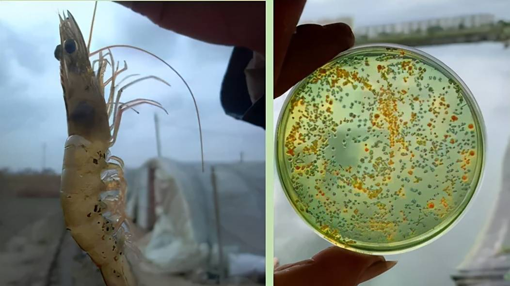 虾塘绿弧菌可怕还是黄弧菌可怕,南美白对虾黄弧菌绿弧菌的危害