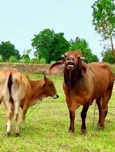 小伙回村搞养殖,牵着公牛和母牛婚配,这场面太绝了4-度小视