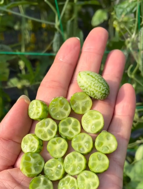 听说拇指西瓜脆爽可口,可是没想到吃起来竟然是黄瓜味?-度小视