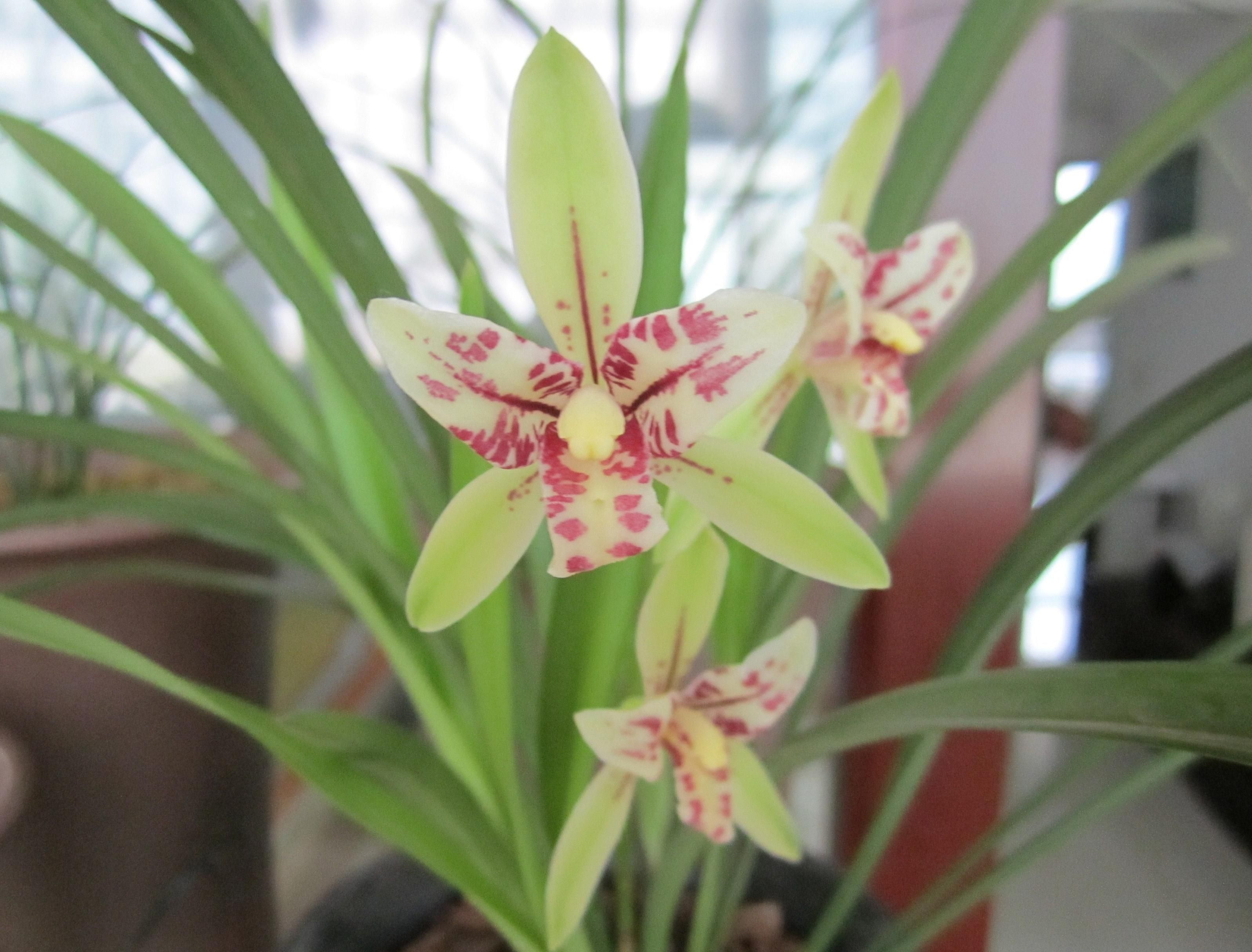 建兰蝶花铭品——朝阳三星蝶,花姿优美,兰香浓郁,好养还实惠