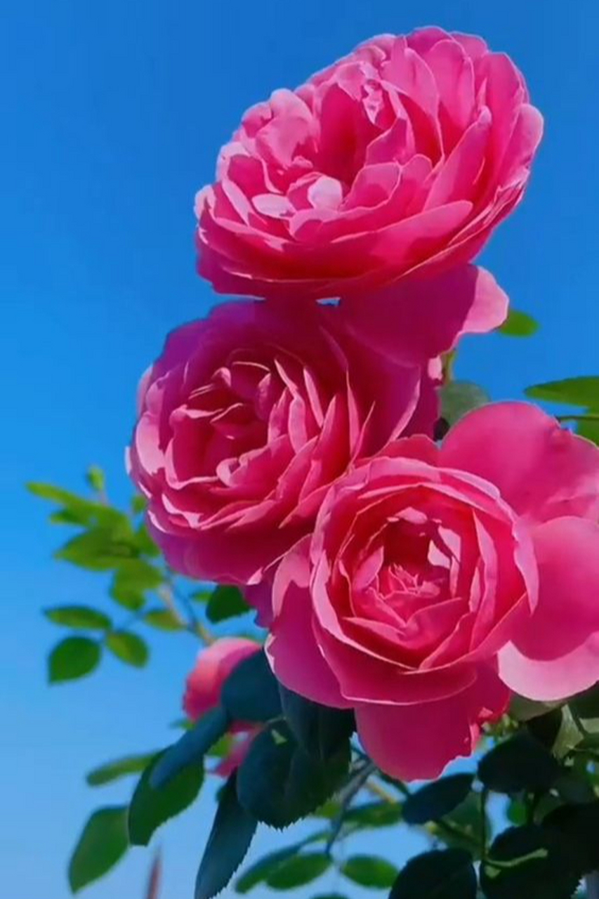 蓝天下的玫瑰花