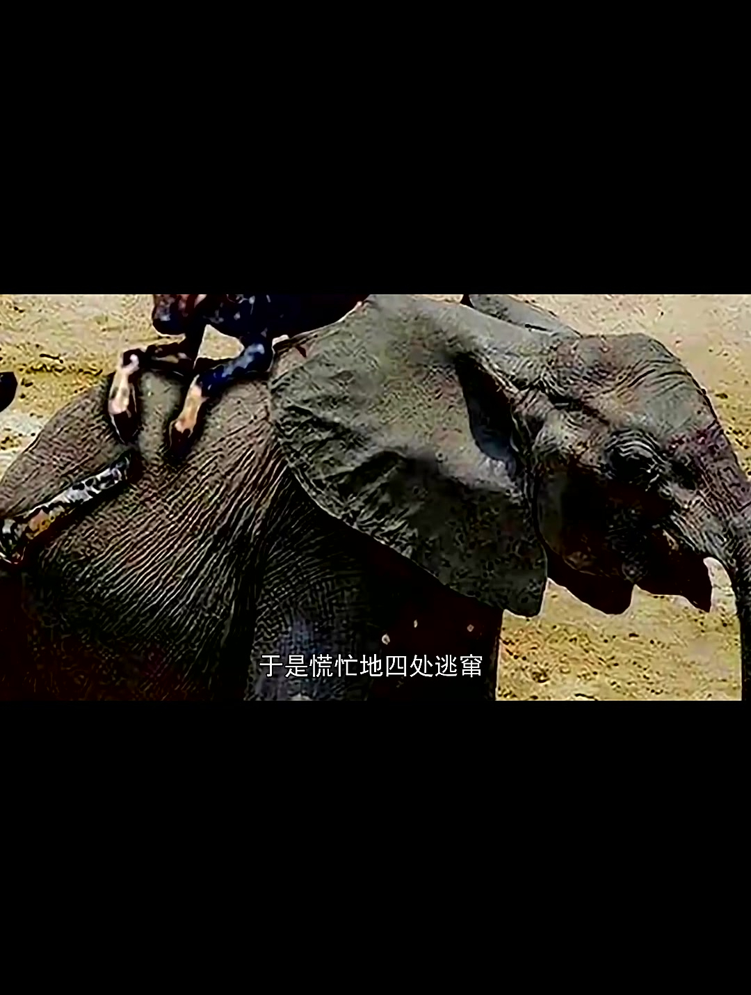 10条野狗围攻7吨的大象,大象彻底被激怒,野狗下一秒就后悔了