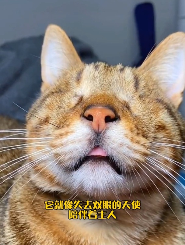 因重病失去双眼的猫咪,在好心主人的细心照料下过得很幸福