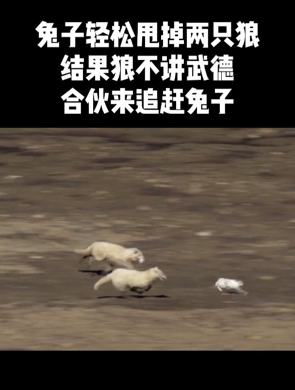 兔子轻松甩掉两只狼结果狼不讲武德合伙来追赶兔子