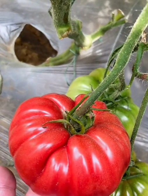 阳台小院就能种植,口感沙面软甜,番茄家族的珍品"马蹄番茄"!