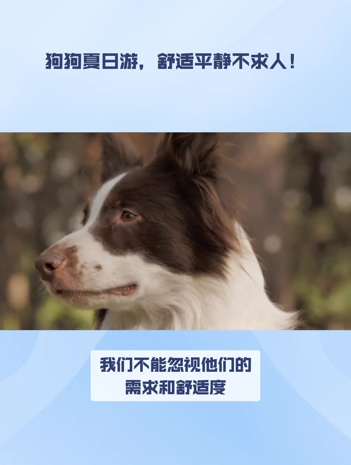 狗狗夏日游,舒适平静不求人!