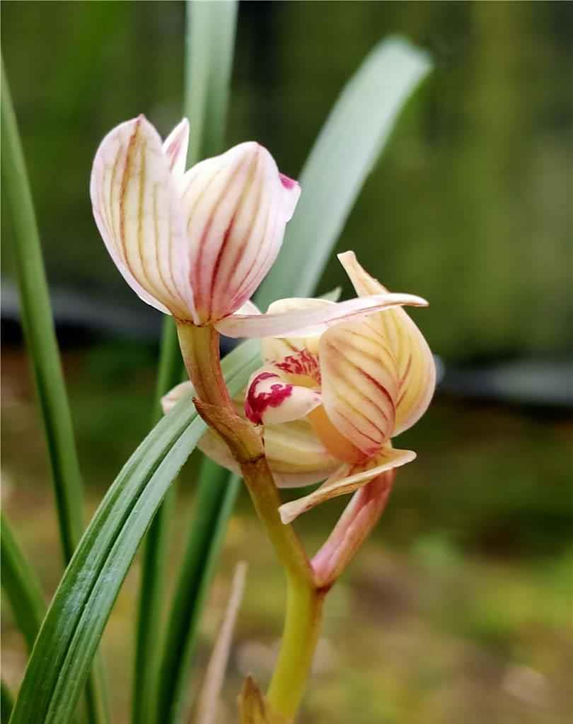 被无数兰友视为珍宝的莲瓣兰滇荷,清丽大方,花姿优雅,完美无瑕