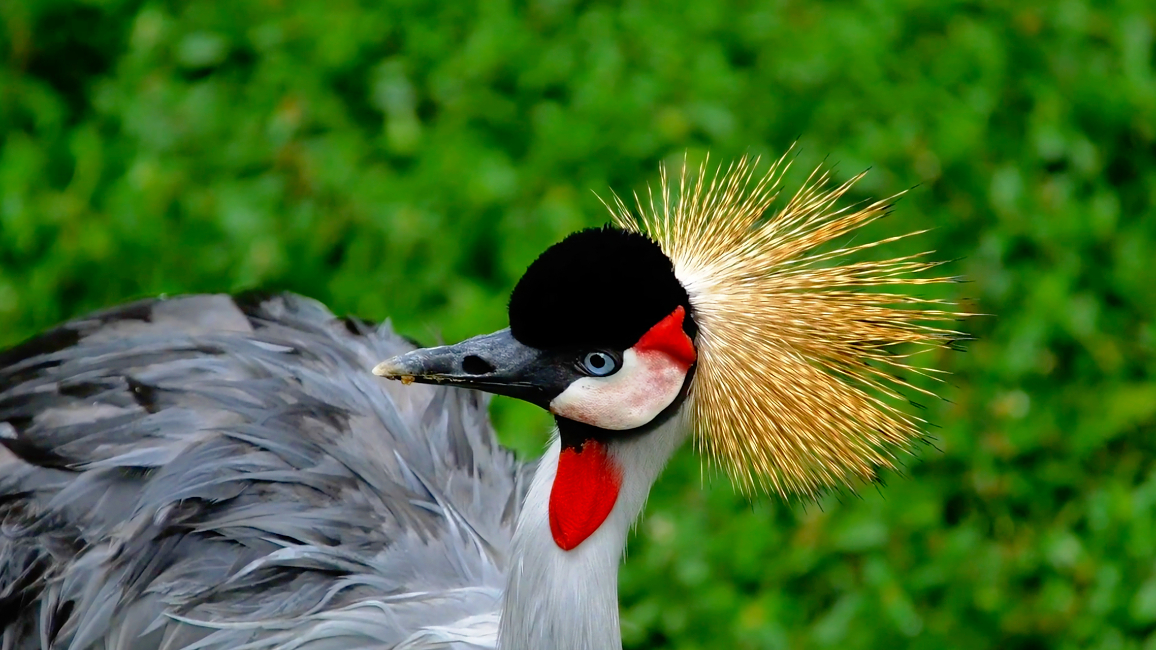 由于灰冠鹤没有环状气管,叫声弱小,因此,被视为鹤类的祖先型鹤鸟.