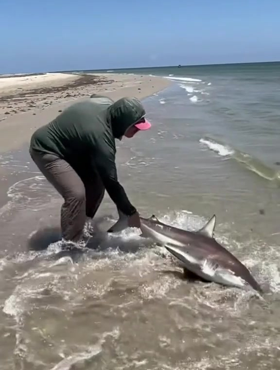 钓鱼名场面:飞蝇钓鲨鱼!狠不狠?