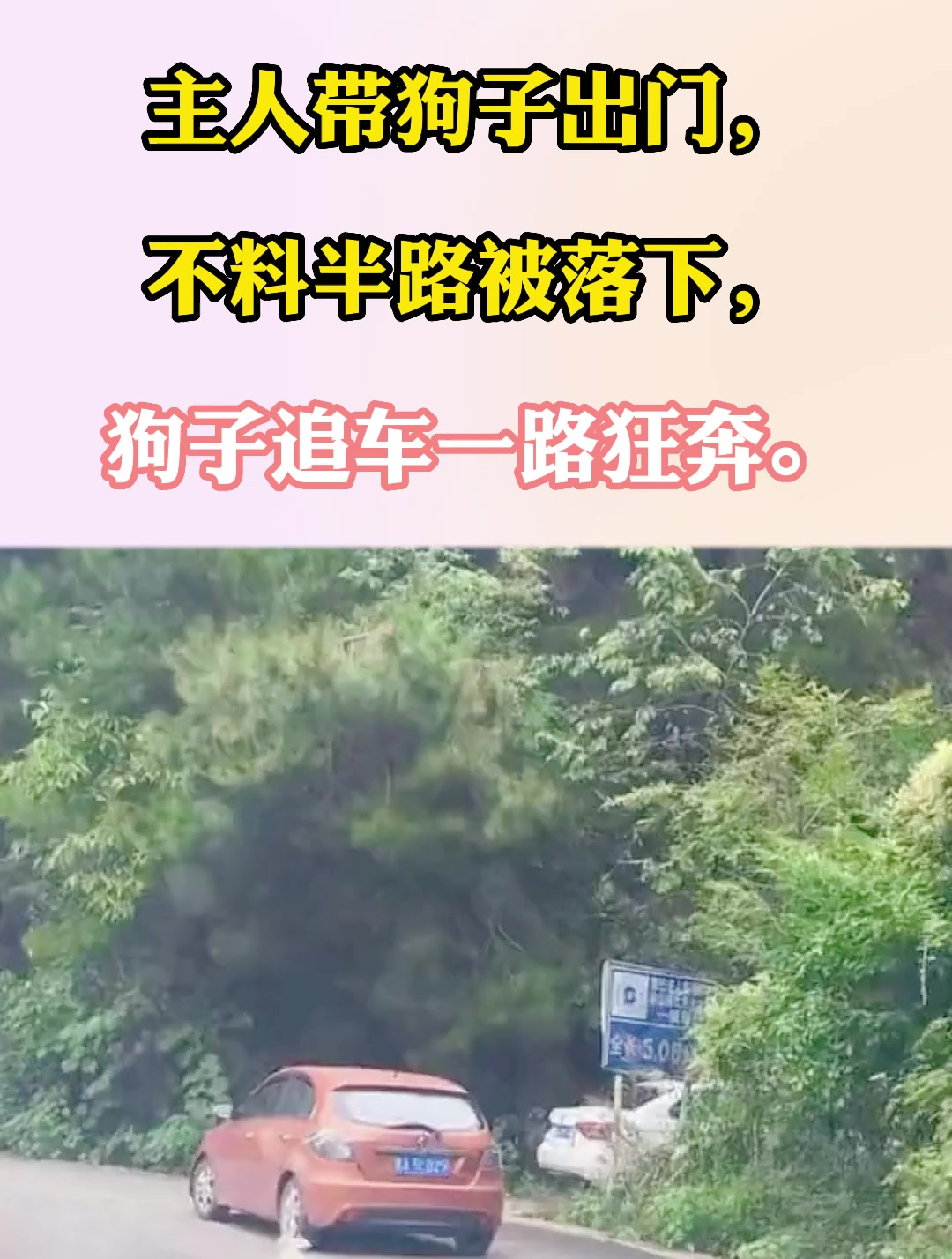 主人带狗子出门,不料半路被落下,狗子追车一路狂奔-度小视