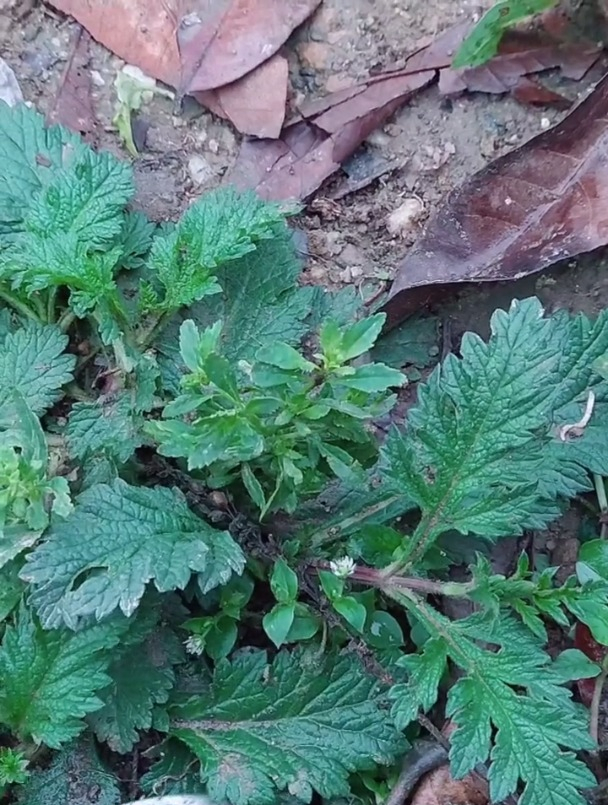 植物马鞭草,别名铁马鞭