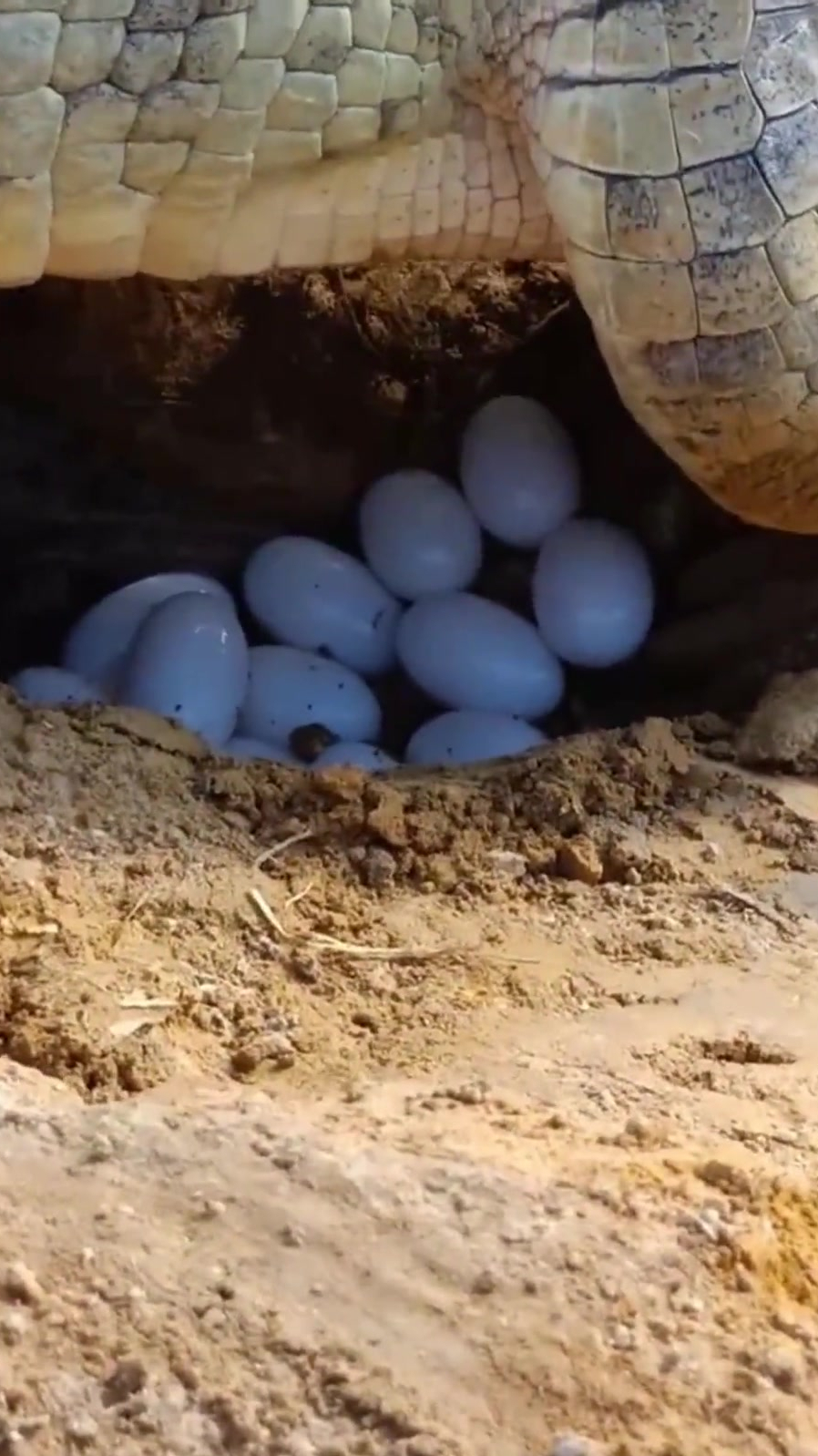 抓拍鳄鱼下单瞬间,一窝二十多个,辛苦鳄鱼妈妈了-度小视
