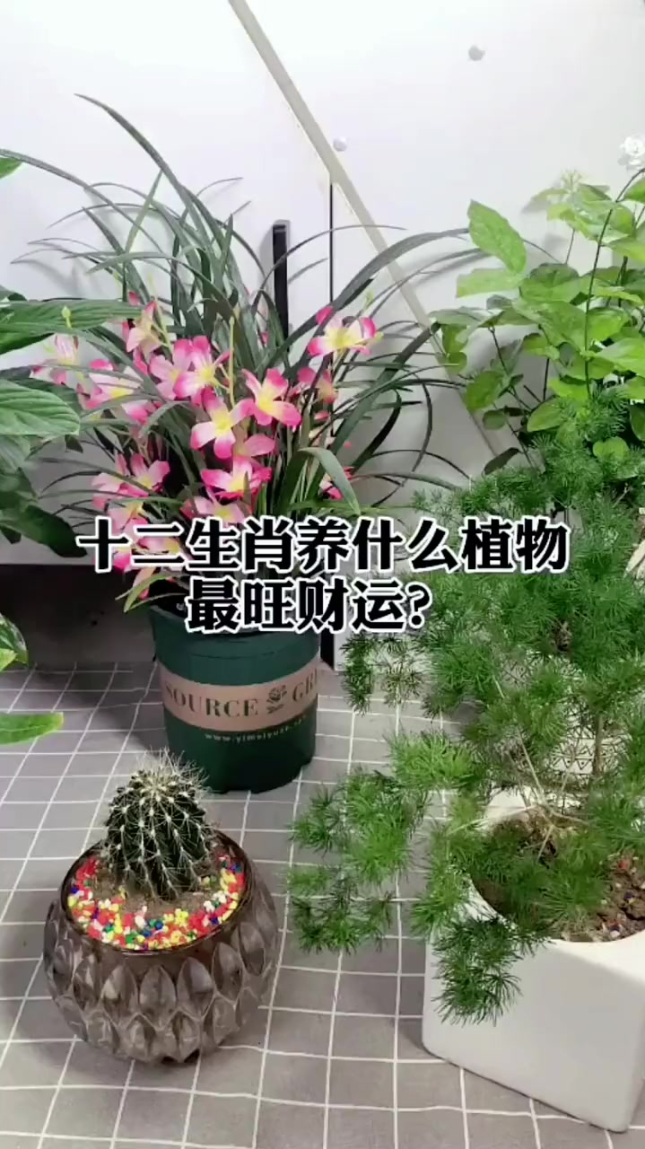 十二生肖养什么植物最旺财运