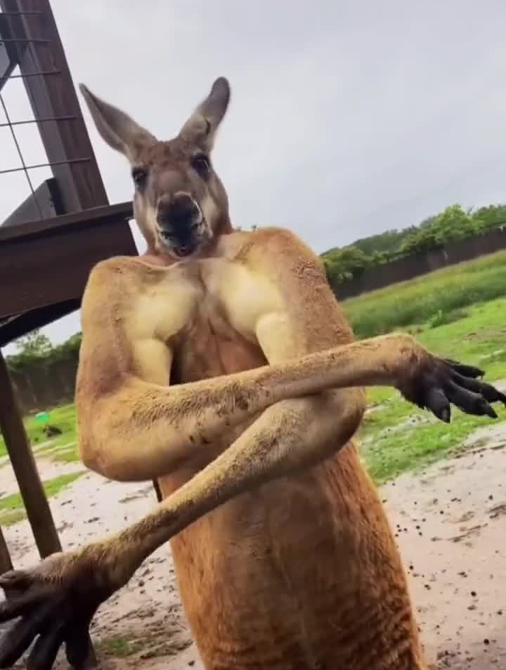 袋鼠:听说都在跟我比肌肉?-度小视