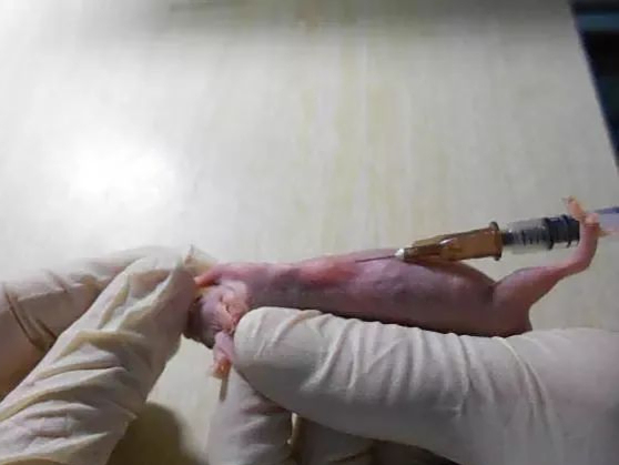 裸鼠皮下成瘤实验解析