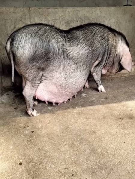 养猪人养猪人加油干二师兄养猪太湖原种母猪纯种太湖母猪自繁自养-度