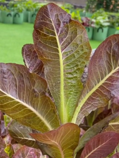 咖啡香麦菜清香脆,一种不生虫子的菜,叶子还富含大量花青素!-度小视