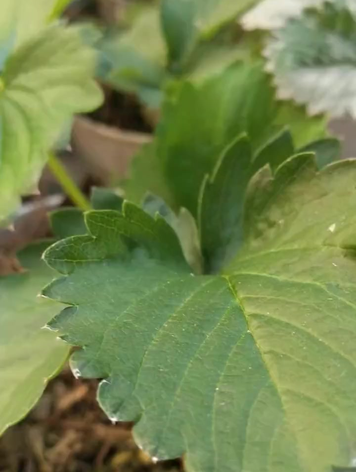 草莓花芽分化初期图片图片