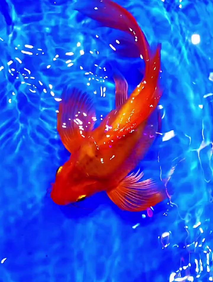 这就是传说中的红蝴蝶鲤,寓意红红火火