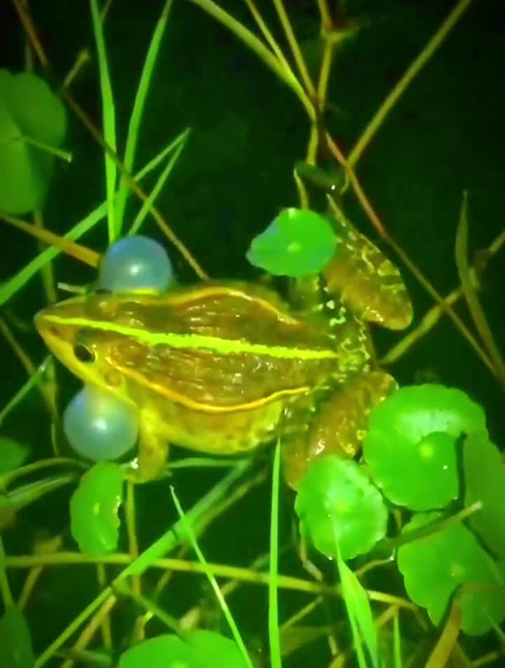 声声入耳!近距离接触青蛙鼓泡泡,有没有熟悉的感觉?