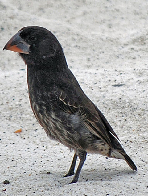 罕见的鸟中"吸血鬼",鲣鸟任由地雀吸血,却不做反抗?4-度小视