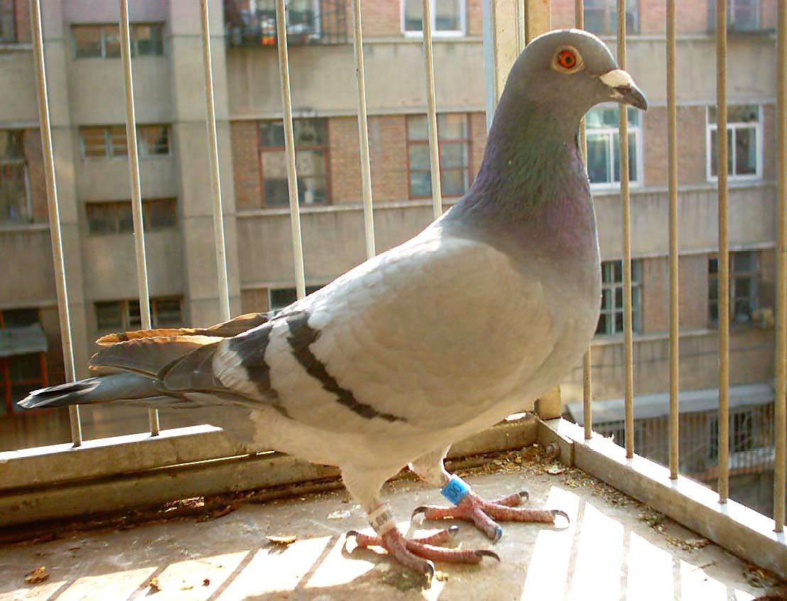 从鸽子站姿,你可以发现这些问题