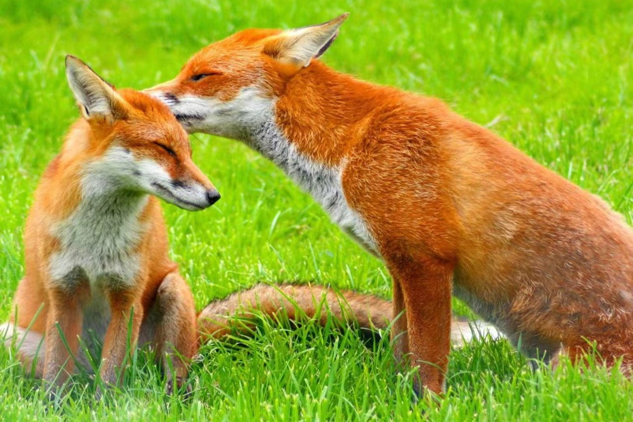 醒世恒言:小水湾天狐寄书(现代译文版)