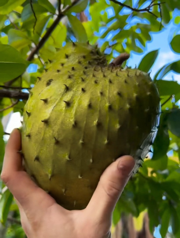 红毛榴莲和榴莲有关系吗?