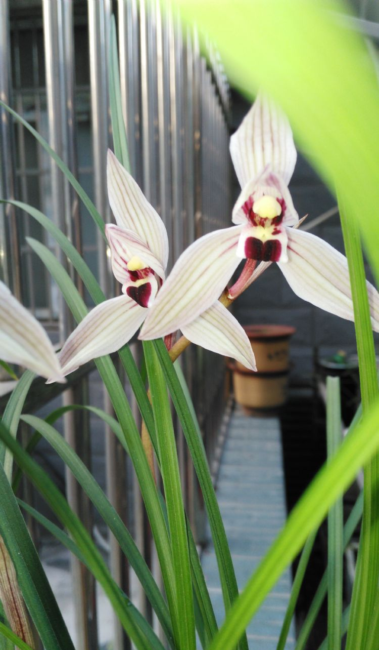 莲瓣兰经典铭品——心心相印,花姿优美,兰香浓醇,寓意美好