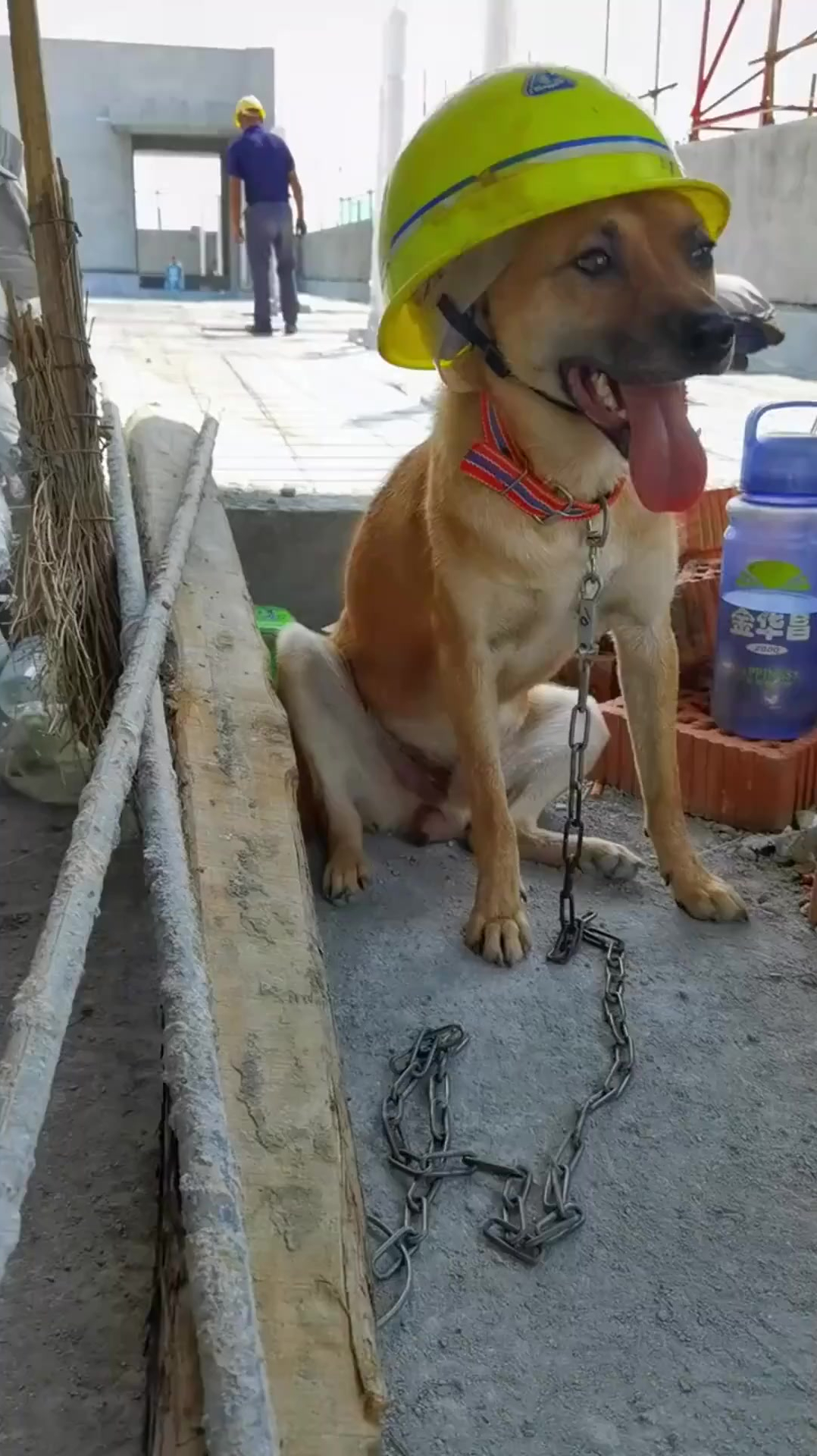 这年头连工地的狗子,都戴上安全帽了,这上哪说理去!