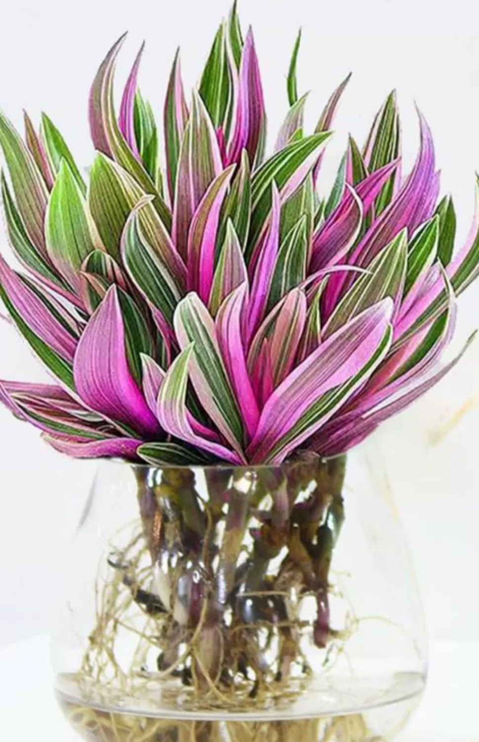 油画吊兰养护秘籍:让你的家充满艺术气息