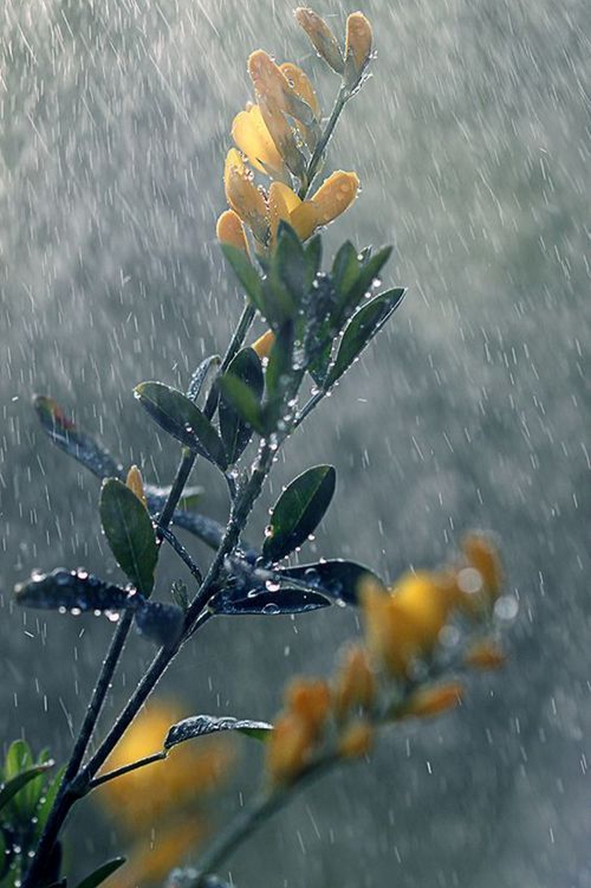 雨中花朵唯美图片大全图片