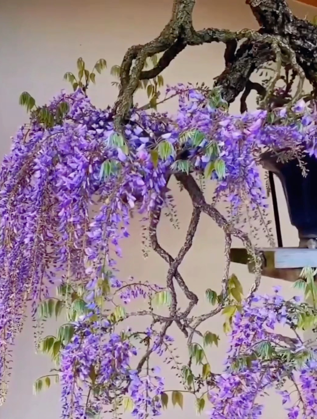 可盆栽地栽的紫藤花,养护做好这2步,花开犹如人间仙境