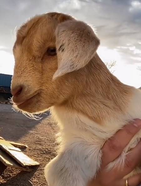 快来听听小羊的叫声,太可爱啦-度小视