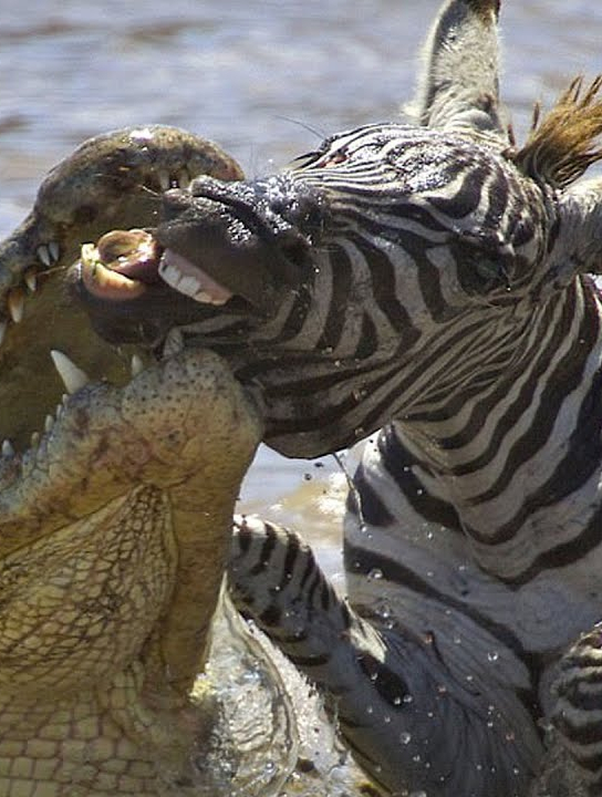 斑马被鳄鱼咬住尾巴眼看就被鳄鱼拖下水谁料局势发生逆转