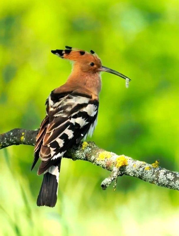 戴胜鸟在树上休息,嘴里叼着小虫子-度小视
