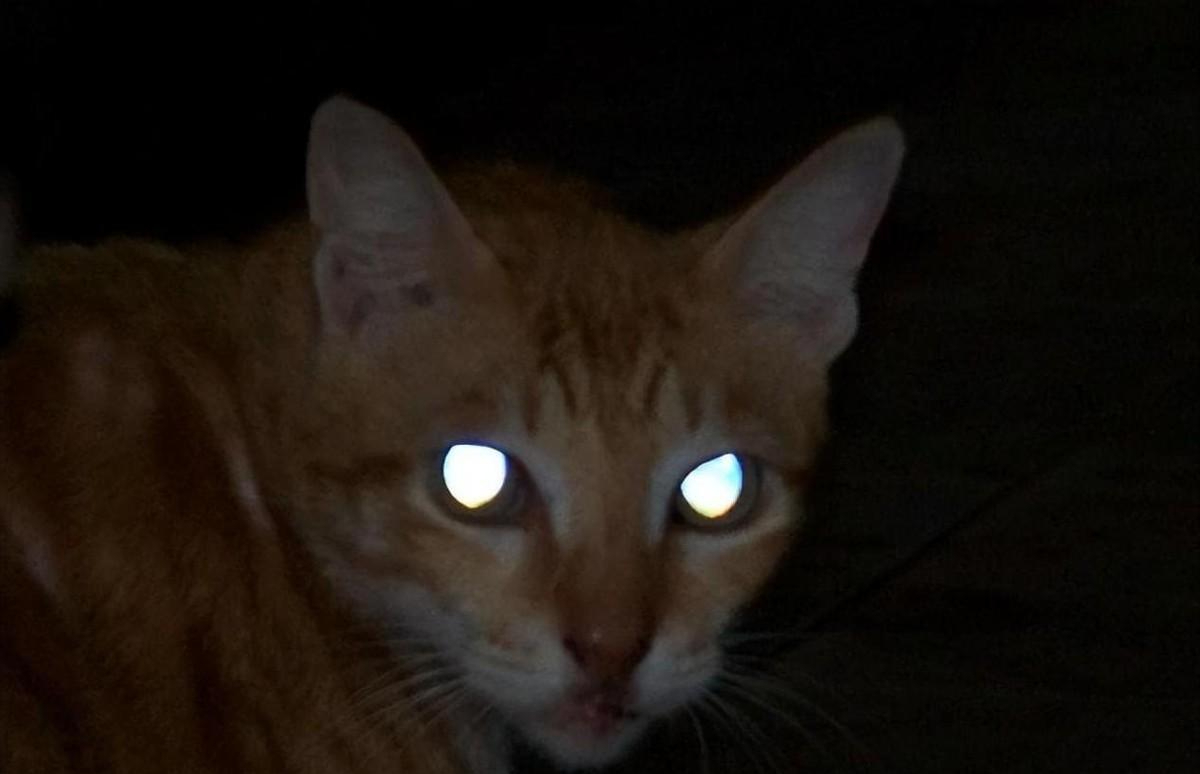 回顾一男童天生拥有蓝眼夜晚看东西如白天检查结果让全家沉默