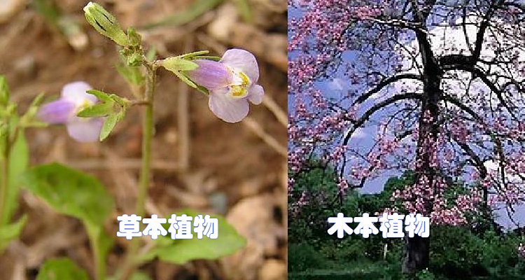 什么是草本植物什么是木本植物