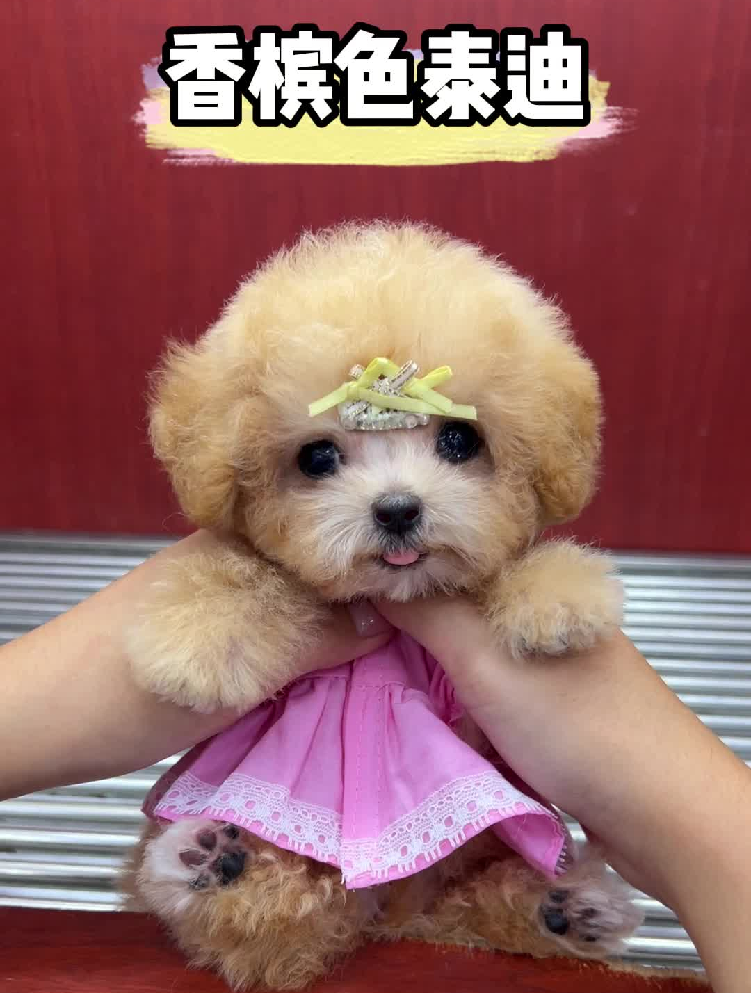 这只香槟色泰迪也太可爱了吧,是不是你们心目中的梦中情狗呀