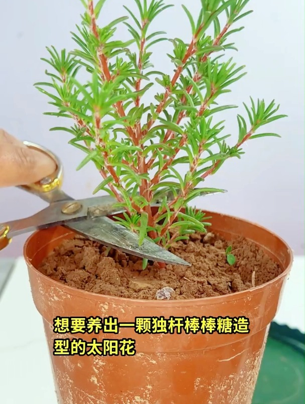 教你一招讓你的太陽花成棒棒糖造型