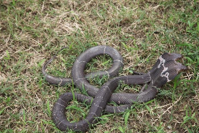 广东小区发现十几条眼镜蛇为什么剧毒眼镜蛇频繁出现在小区内