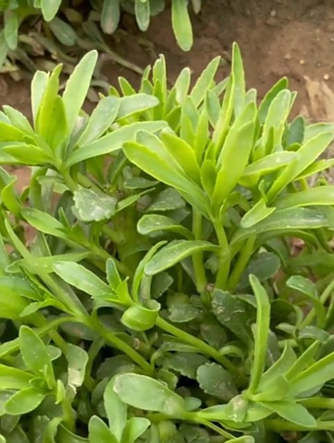 高钙"养心菜",含钙量高,浇水就长,老人小孩一定要多吃!