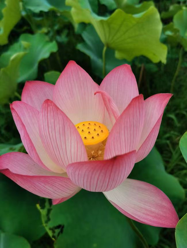 抄经可以净化心灵,静心修心-度小视