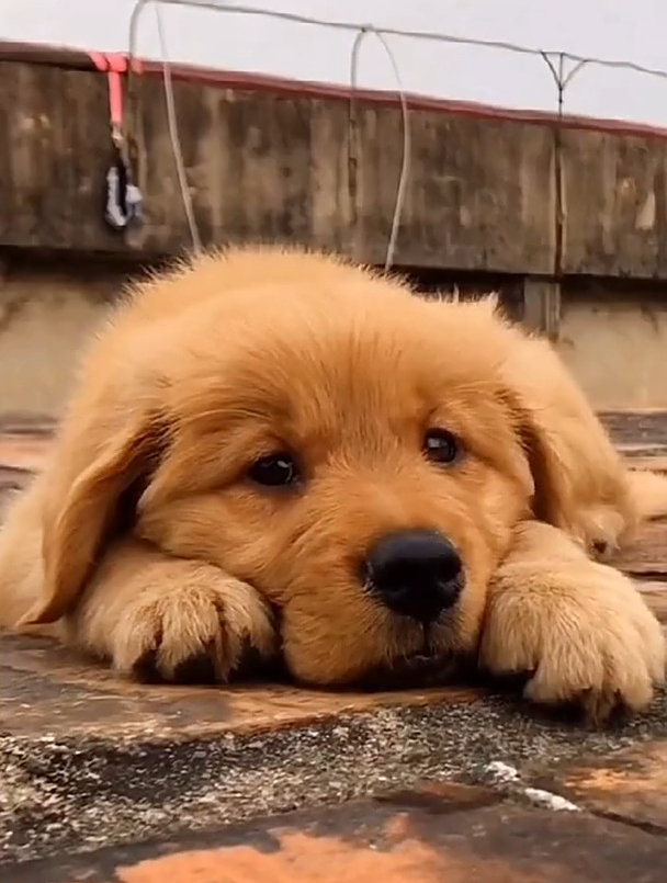 很伤心的小奶狗!