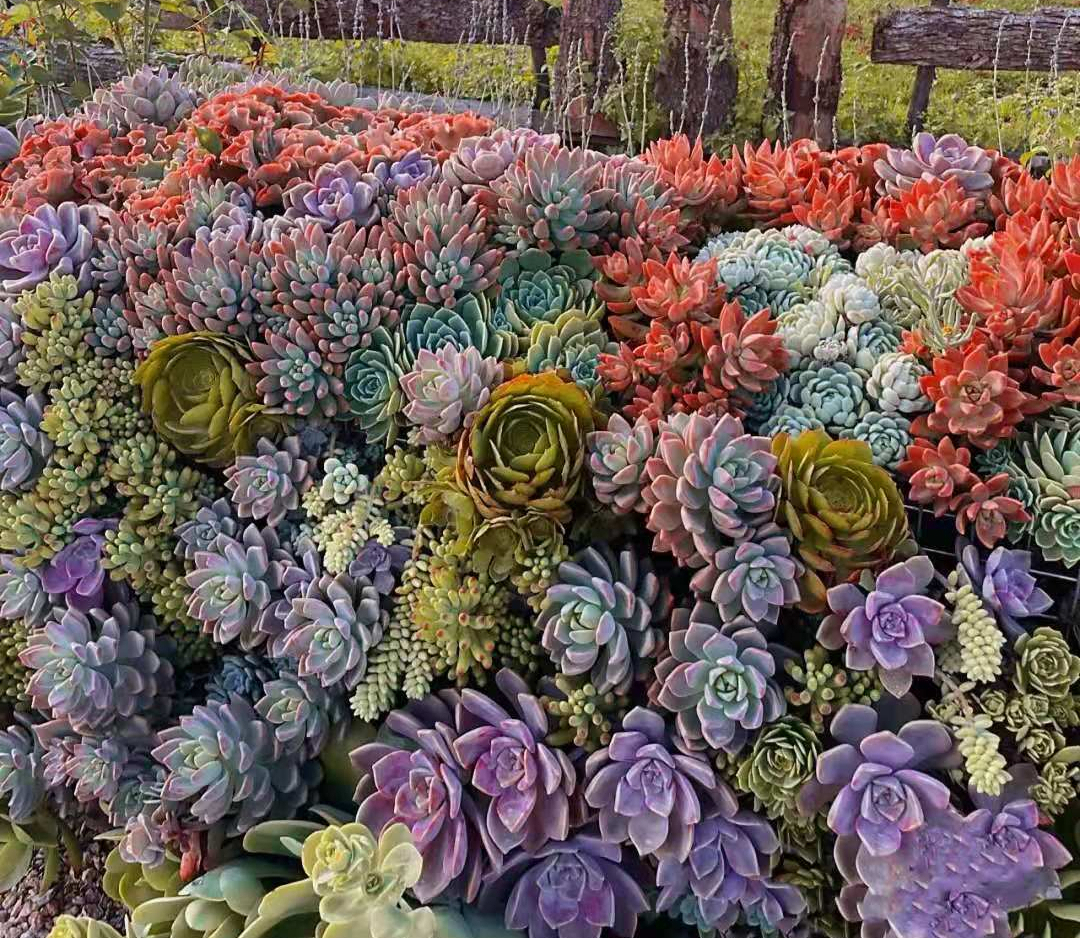 她把多肉养成了"城墙",庄园式造型惊艳了一众网友