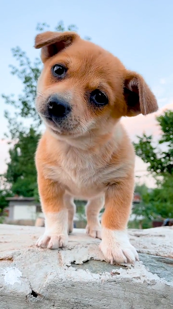 这只小奶狗太会撒娇了 狗 萌宠 可爱