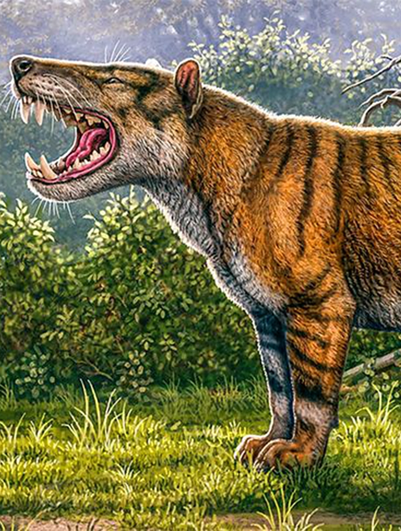 4500万年前的巨豺齿兽,陆地上的凶猛恶霸,专以巨型犀牛为食