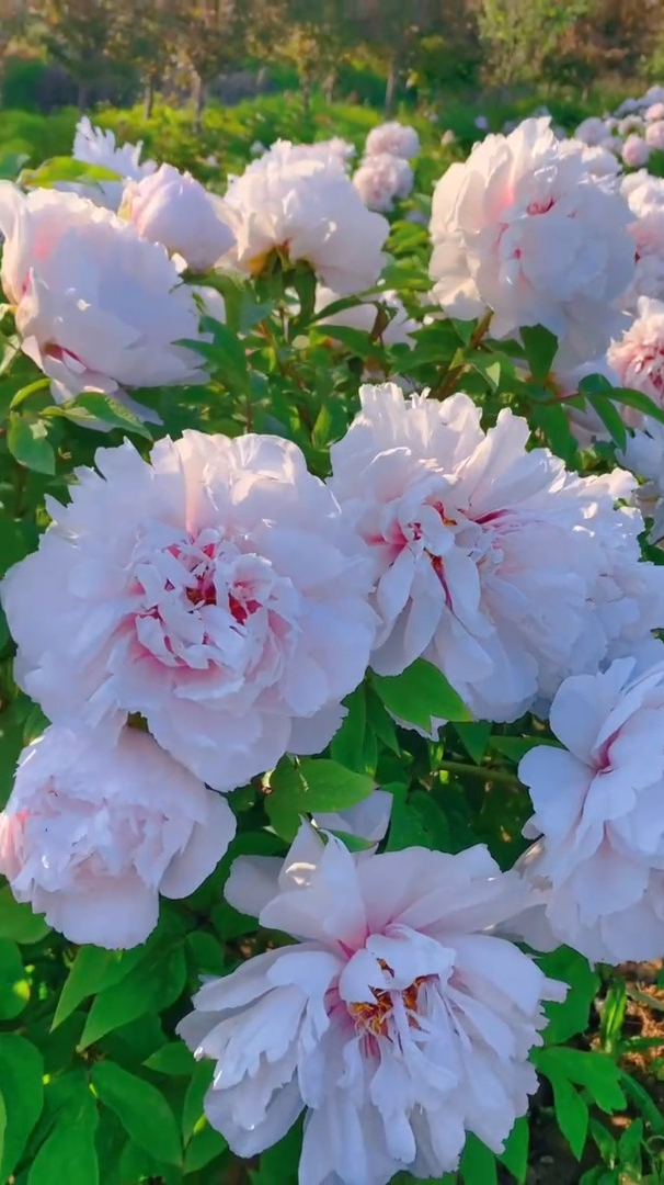 风景欣赏:唯有牡丹真国色,花开富贵满人间!