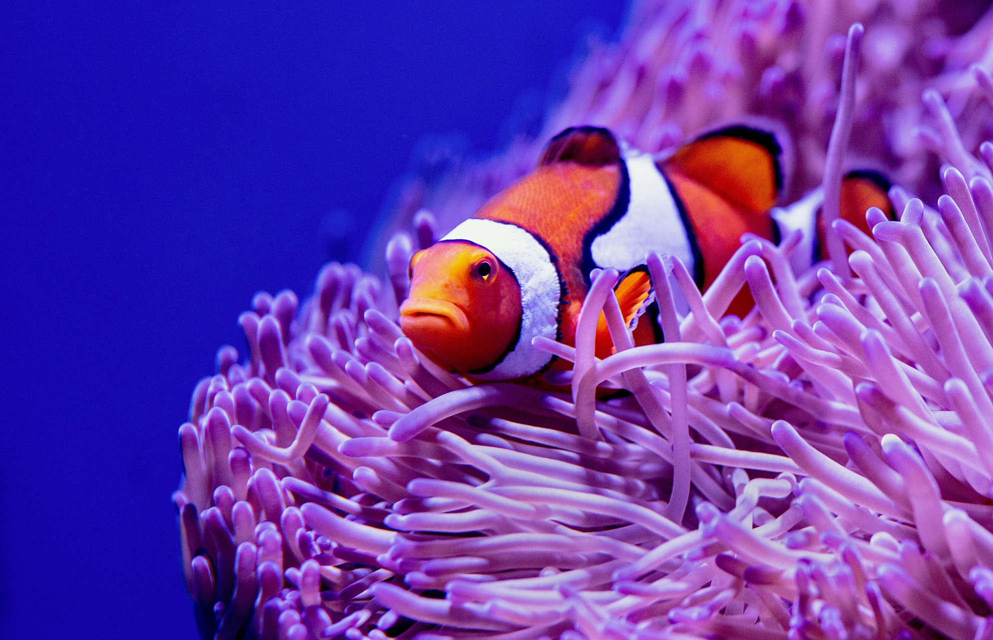 小丑鱼与海葵的共生关系,滑稽的外观与游泳方式,机智的伪装术,父爱的