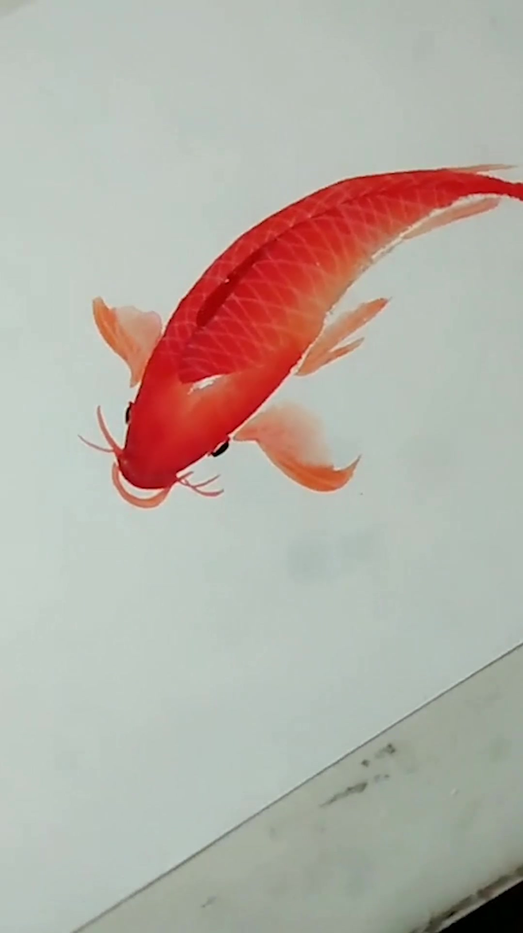 写意红鲤鱼,如果喜欢就支持!真心感谢!-度小视